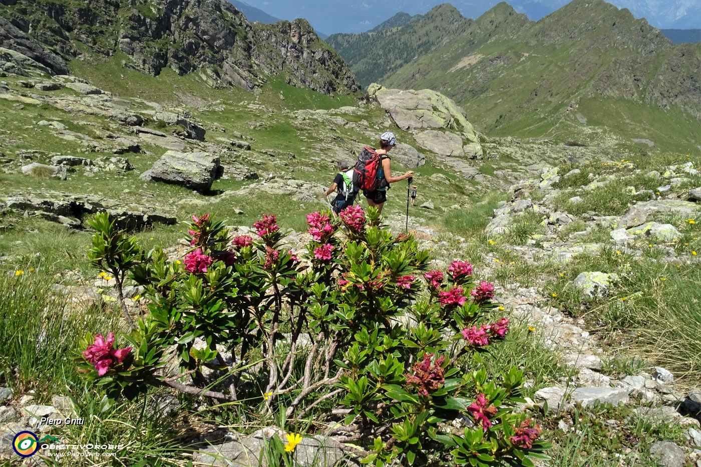 76 Rododendro rosso ferrugineo (Rhododendron ferrugineum L.).JPG